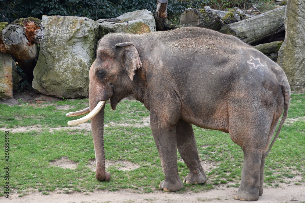 Fototapeta premium Elephas maximus - Indian elephant