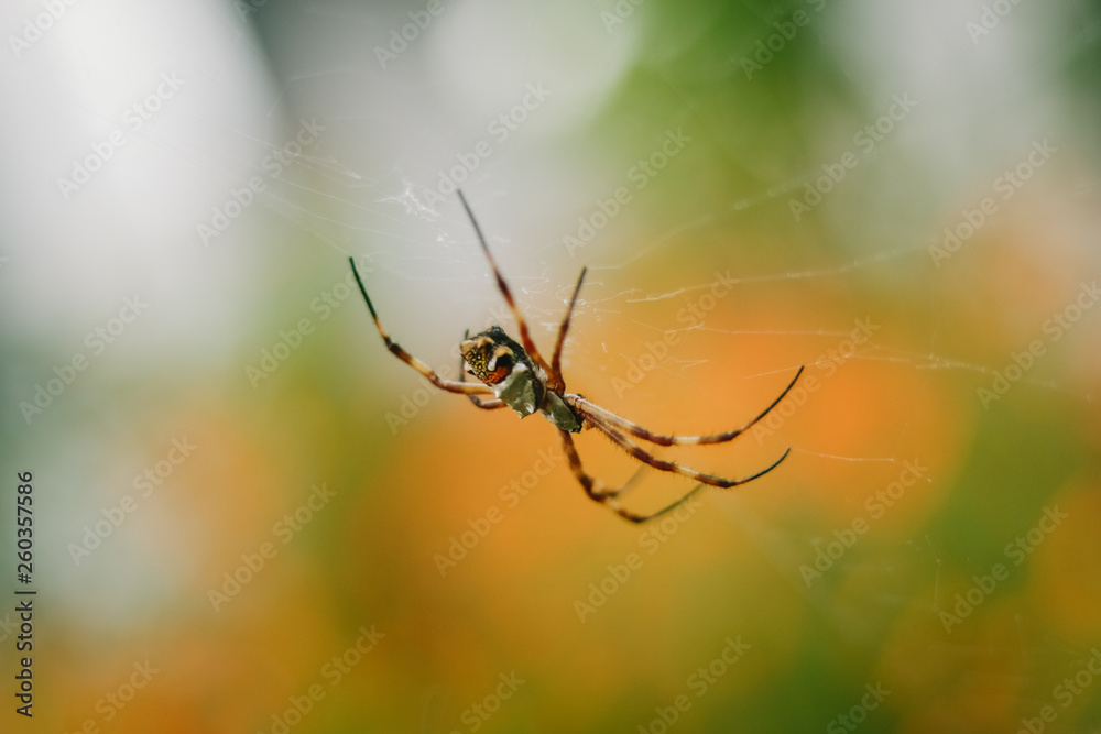 macro spider on web