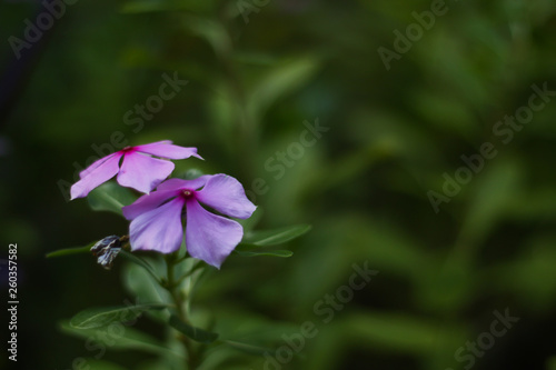 pink flower in the garden