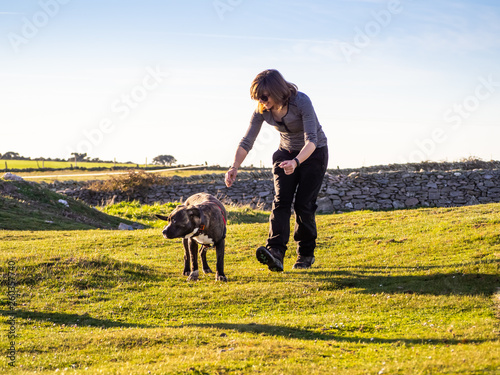 An adult woman playing with a young dog of the American staffordshire breed in countryside in springtime