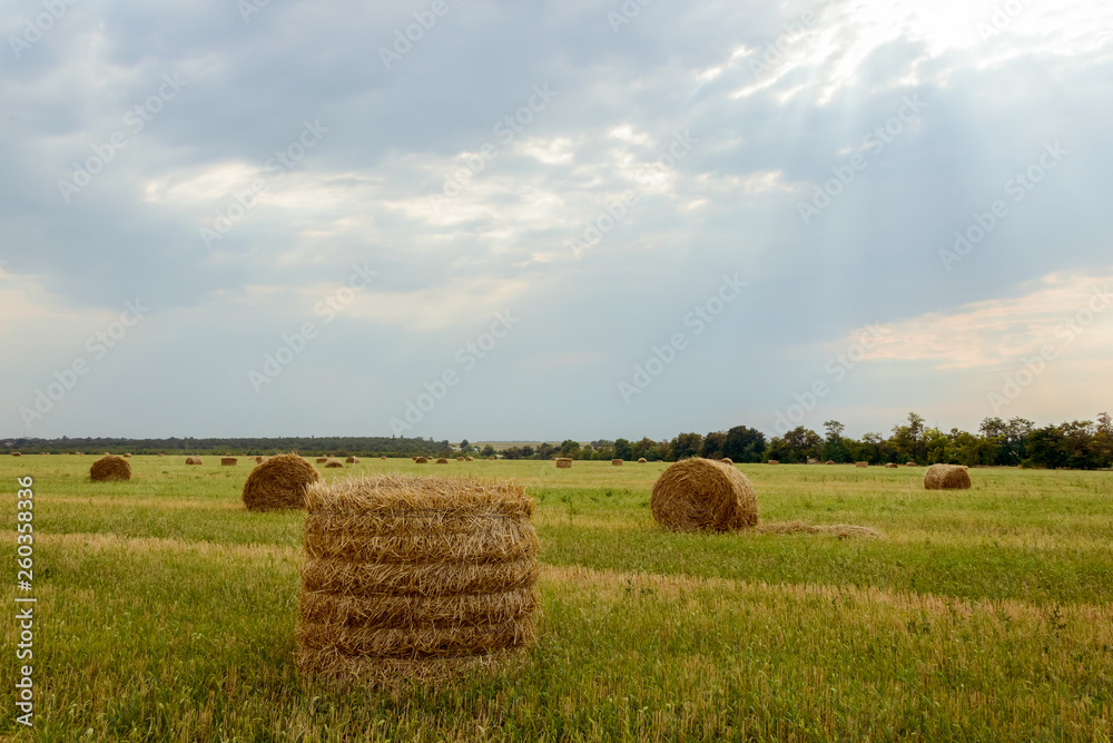 Stumps of straw on the field of mown wheat.During the harvesting of the loaves the fields acquire a special beauty. The golden color of straw blends beautifully with green grass against a cloudy sky. 