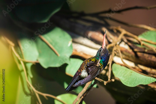 Male white-chinned sapphire Hylocharis cyanus, hummingbird perched on a branch. photo