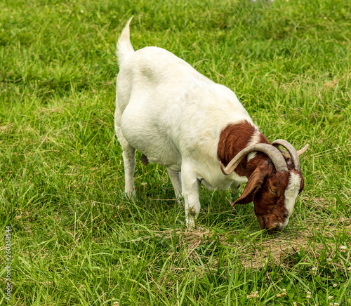 Boer goat grazing in a field. 