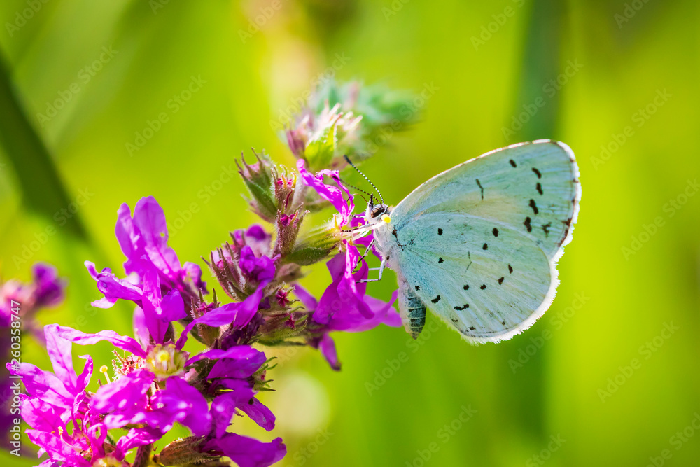 Closeup of a holly blue Celastrina argiolus butterfly feeding Closeup of a holly blue Celastrina argiolus butterfly feeding