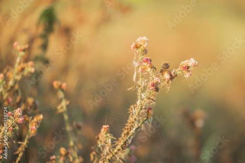 Closeup of dying vegetation due to climate change drought © Sander Meertins