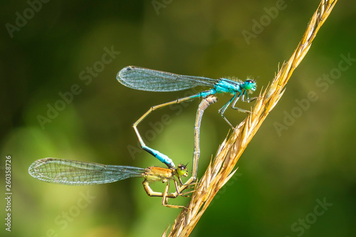 Closeup of two common bluetail Ischnura elegans damselflies mating wheel or heart shape