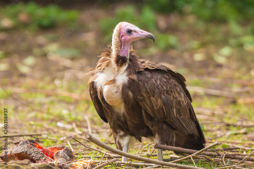 Fototapeta premium hooded vulture Necrosyrtes monachus