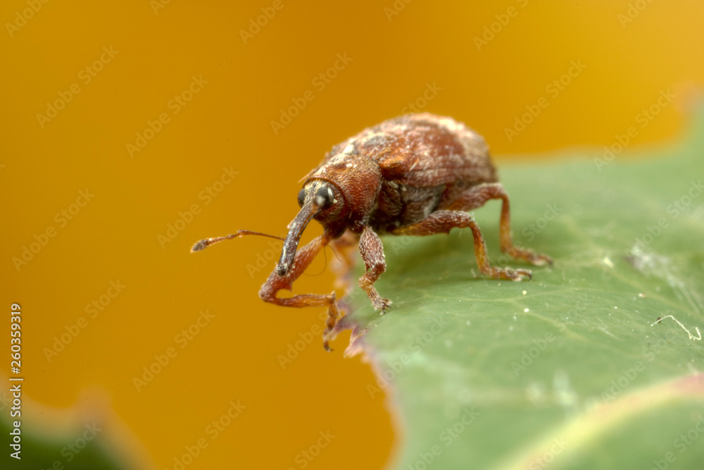 Naklejka premium Very Small Weevil Beetle, approx. 3mm