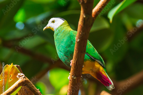 Exotic black-naped fruit dove Ptilinopus melanospilus photo