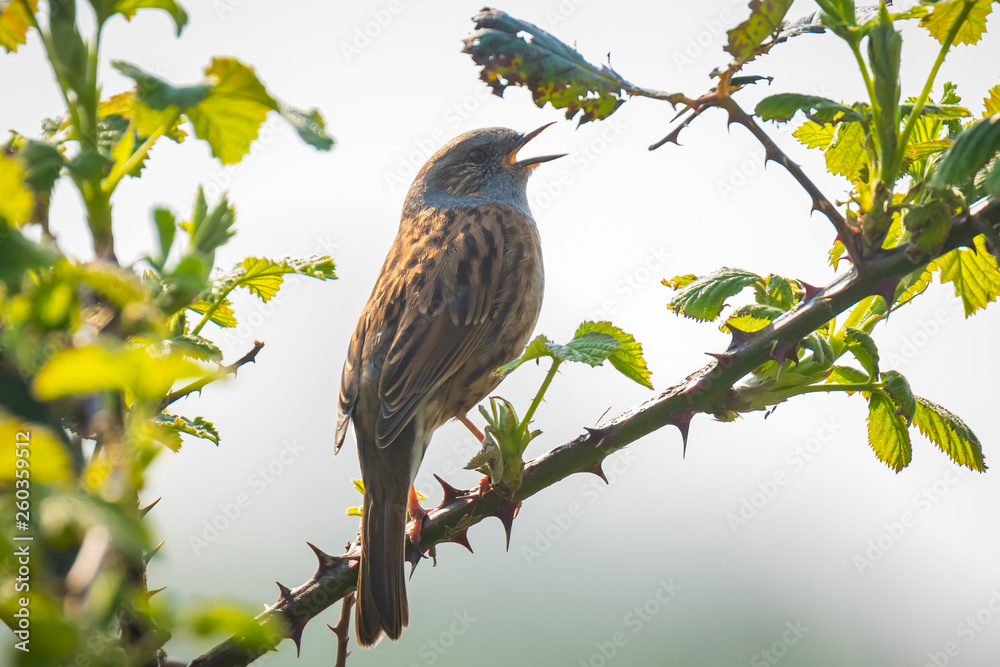 Dunnock Prunella modularis bird singing Springtime Dunnock Prunella modularis bird singing Springtime