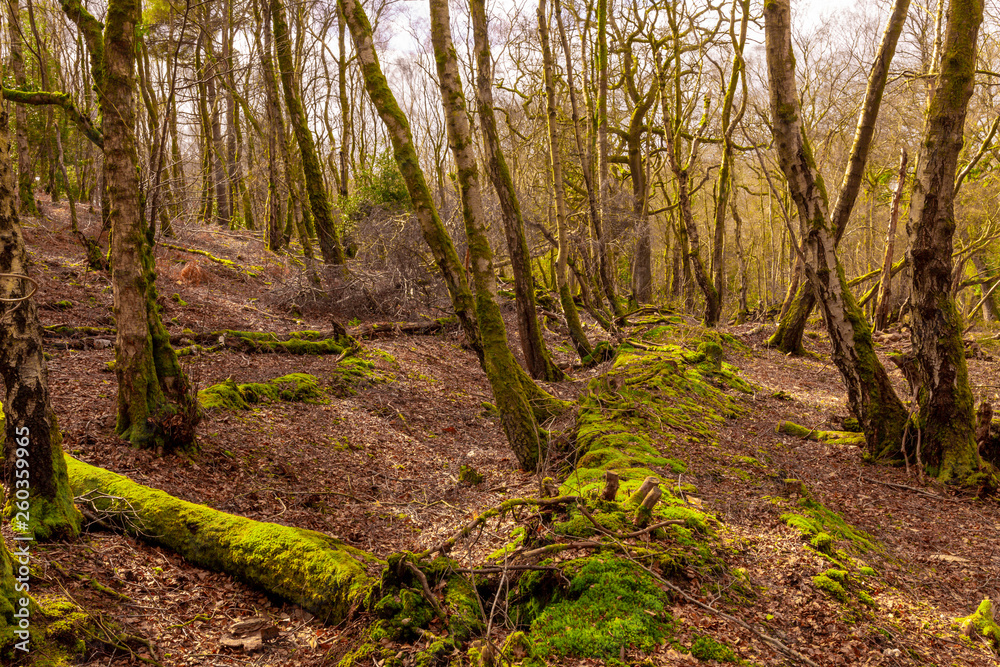 Empty wild wood Empty wild wood