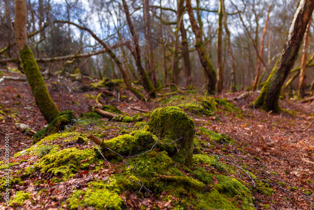 Creative mossed stump Creative mossed stump