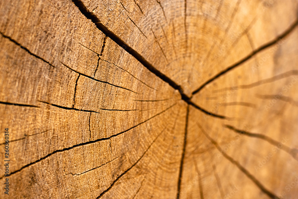 Fototapeta premium Cross section of the dry timber. Wood texture of cut tree. Wooden background.