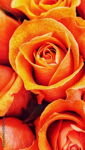 Roses in Orange