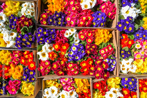 Flower texture at the market