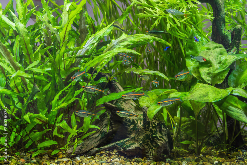Pack aquarium fish hemigrammus erythrozonus, gracilis. Pack aquarium fish hemigrammus erythrozonus, gracilis.