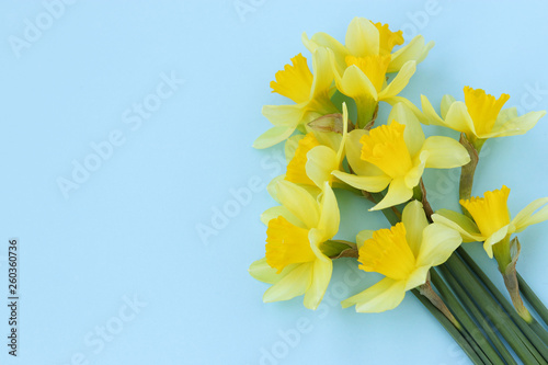 Yellow daffodils are located on a blue background