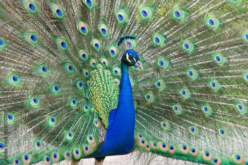 Extreme close up of one male peacock moving towards camera. Peacocks are famous for their beautiful plumage.