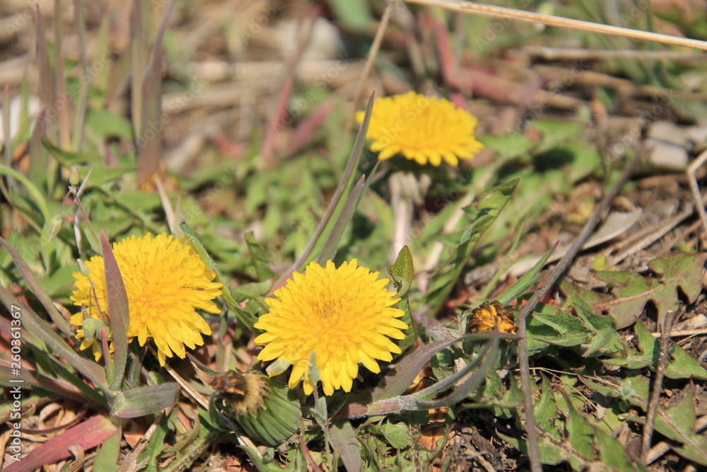 yellow dandelions in the grass yellow dandelions in the grass