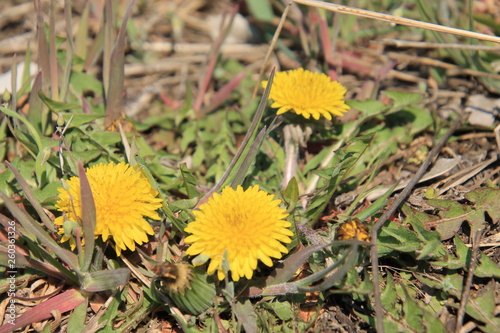 yellow dandelions in the grass