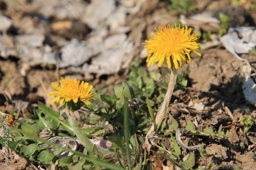yellow flowers in garden