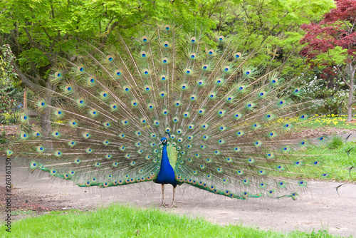 Male peacock with mating plumage fully displayed standing on a walkway in a local park. Peacocks are famous for their beautiful plumage. photo