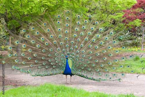 Male peacock with mating plumage fully displayed standing on a walkway in a local park. Peacocks are famous for their beautiful plumage.