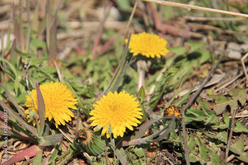 yellow dandelions in the grass