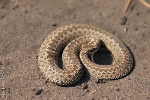 snake