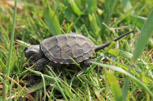 turtle on grass