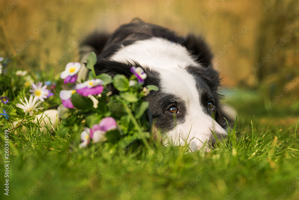 Border collie lying in a spring meadow