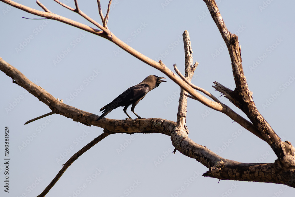 A crow with an open beak sits on a dry tree A crow with an open beak sits on a dry tree