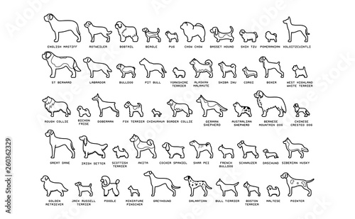 Set Of Cartoon Dogs Isolated On White Background