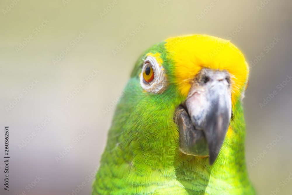 Close up of Yellow crowned amazon parrot .