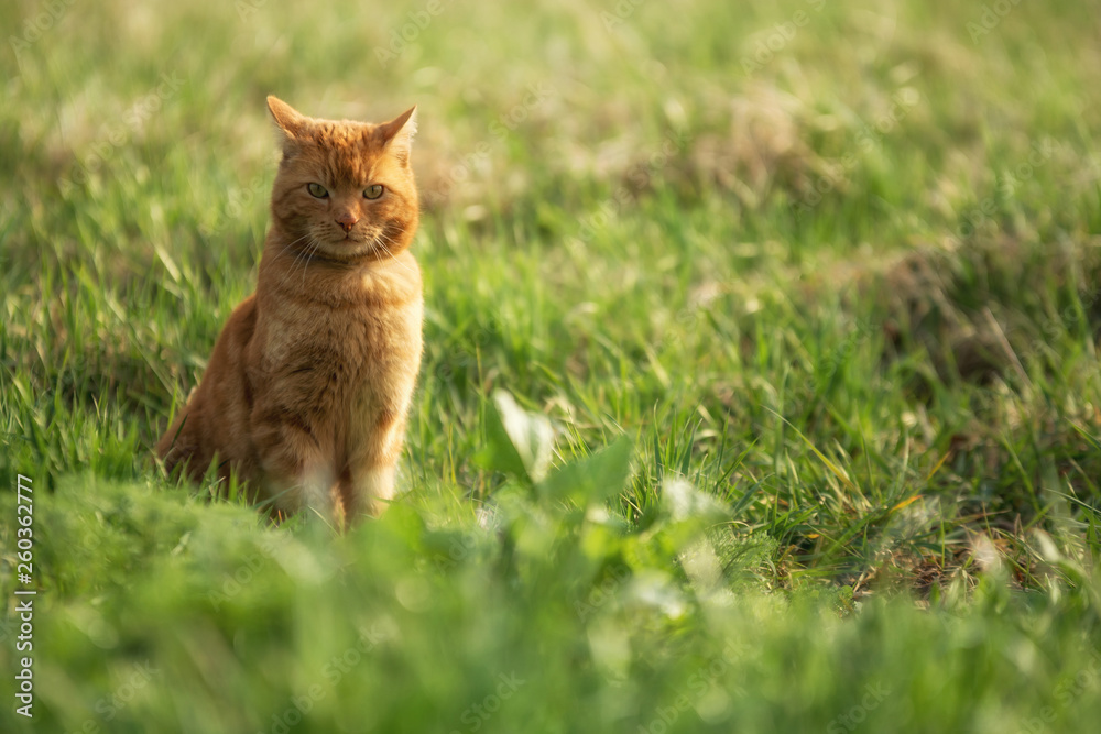 Schöne Katze mit rotem Fell in hohem Gras