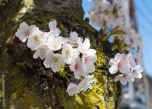 Cherry Blossom flowers, Sakura flowers