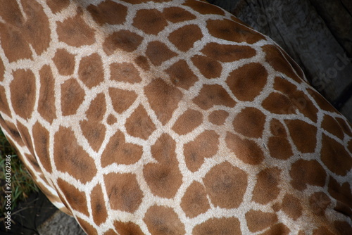Close-up of a giraffe
