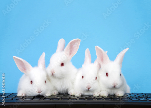 Four adorable white albino baby bunnies perched on a computer keyboard with blue background. Three looking at viewer, or monitor screen direction, one looking to viewers left. Technology concept