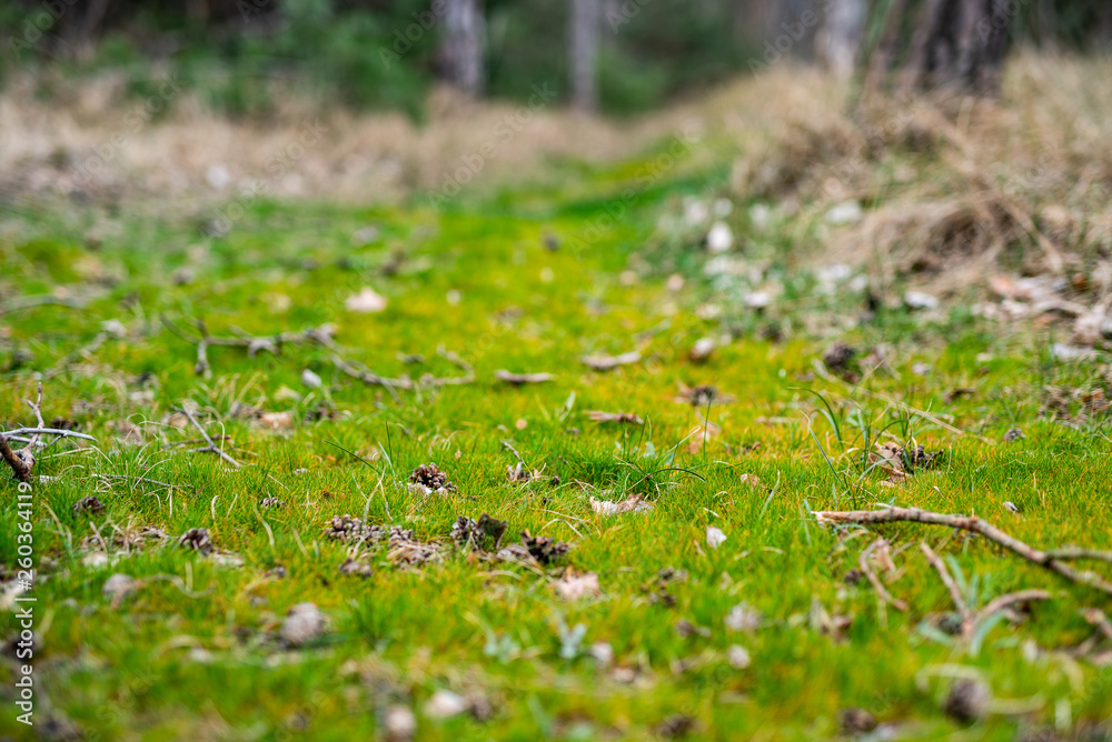 runo leśne - soczysta zieleń runo leśne - soczysta zieleń