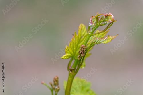 Grapevine sprouts spring rain