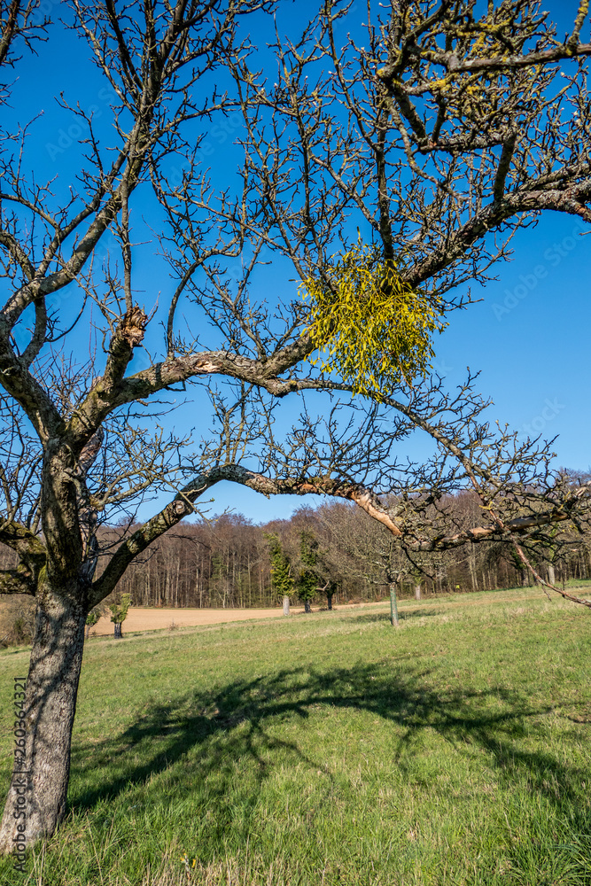 Fototapeta premium Misteln auf Obstbaum