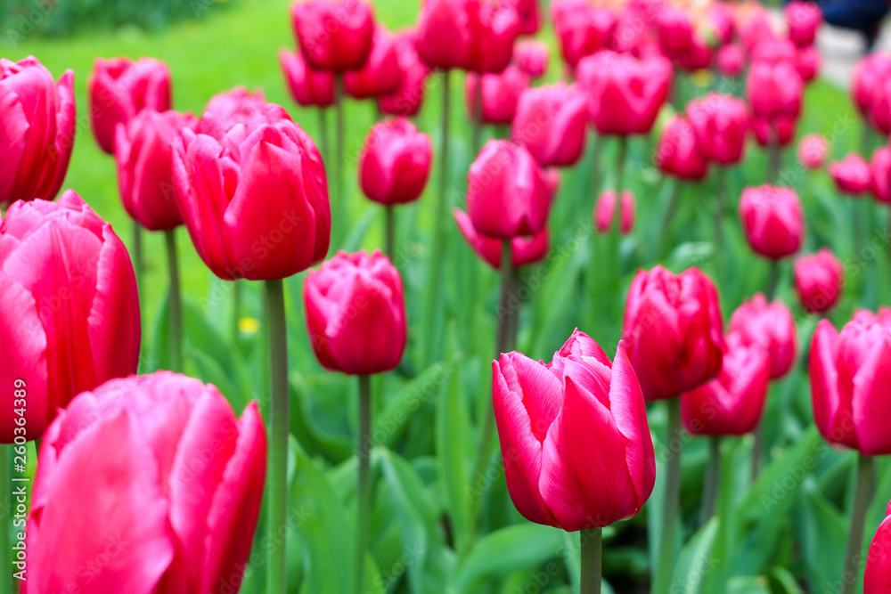 red tulips in the garden red tulips in the garden
