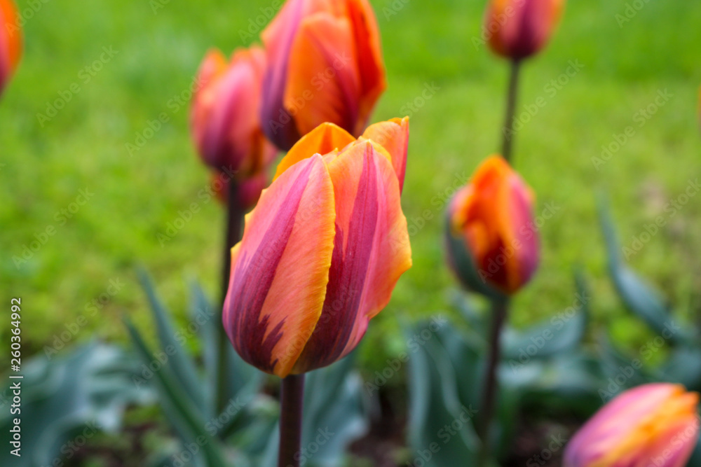 orange tulips in the garden orange tulips in the garden