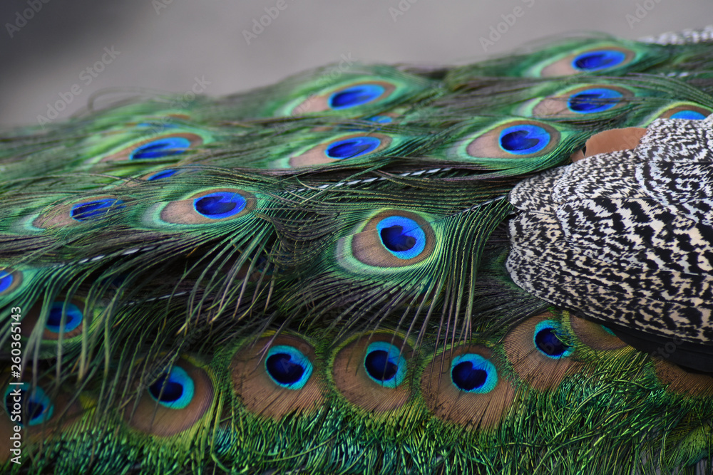 Fototapeta premium Blue peacock tail