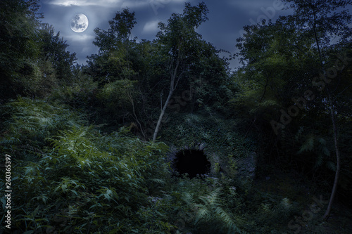 Foto Foresta tenebrosa