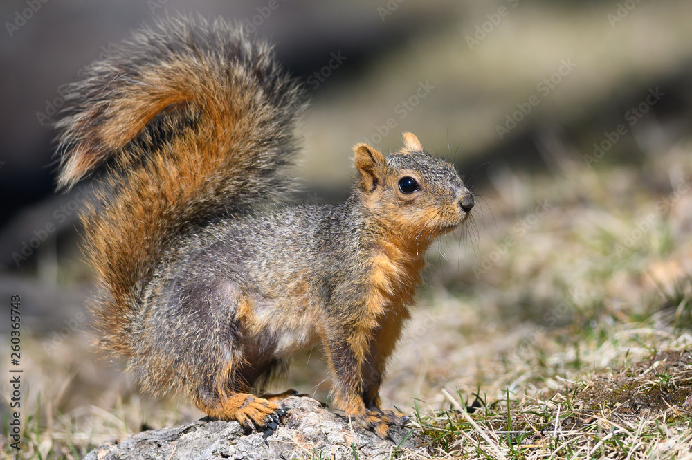 Happy Little Red Squirrel Standing on the Grass Happy Little Red Squirrel Standing on the Grass