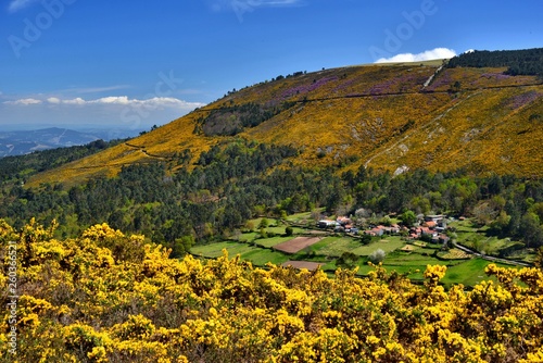 Galicia , Mountains , Yellow