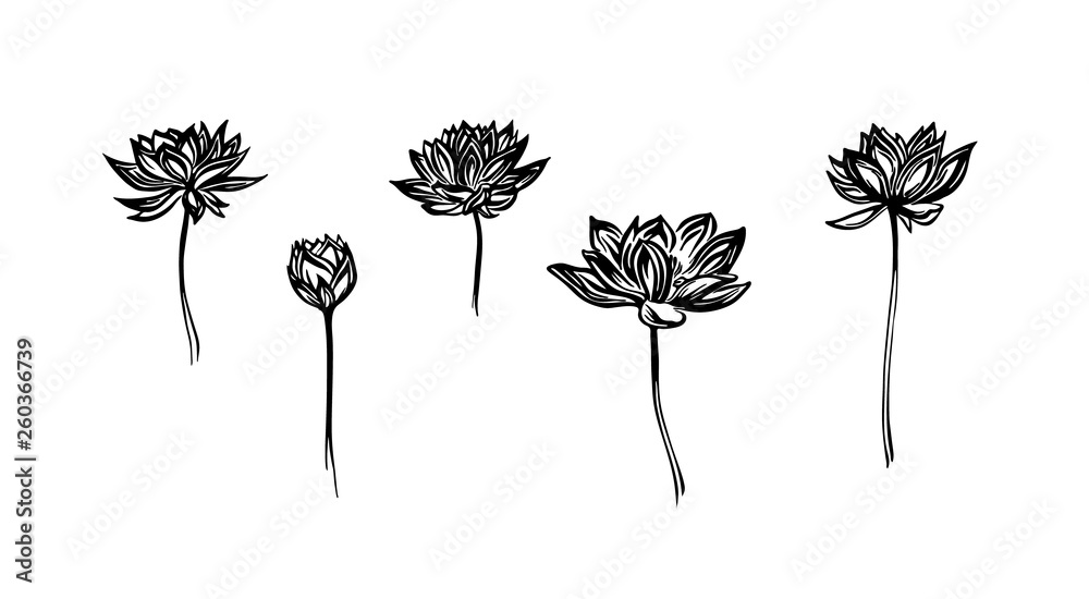 Hand drawn lotus flowers set, outline sketch. Vector black ink drawing