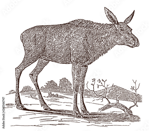 Female moose (alces alces) cow in side view, standing in a landscape. Illustration after a historical engraving from the 19th century