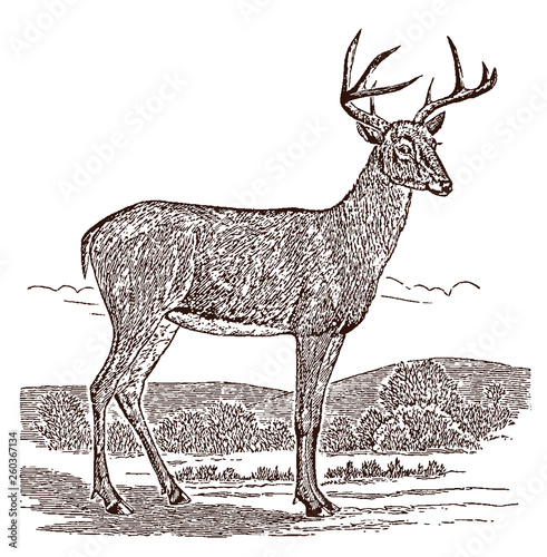 Male white-tailed deer (odocoileus virginianus) buck in side view, standing in a landscape. Illustration after a historical engraving from the 19th century